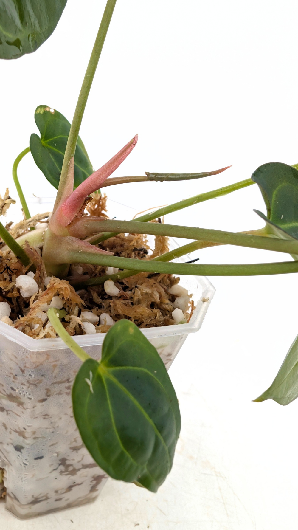 Anthurium Dark Forgetii X Bessae Aff seedlings — The Leaf Gallery